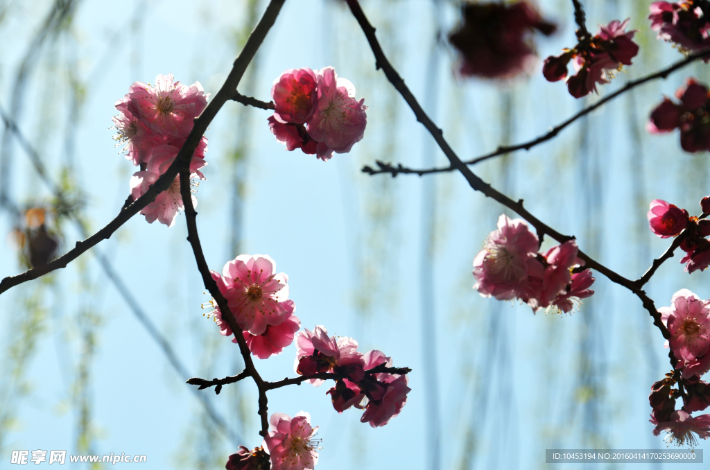 樱花