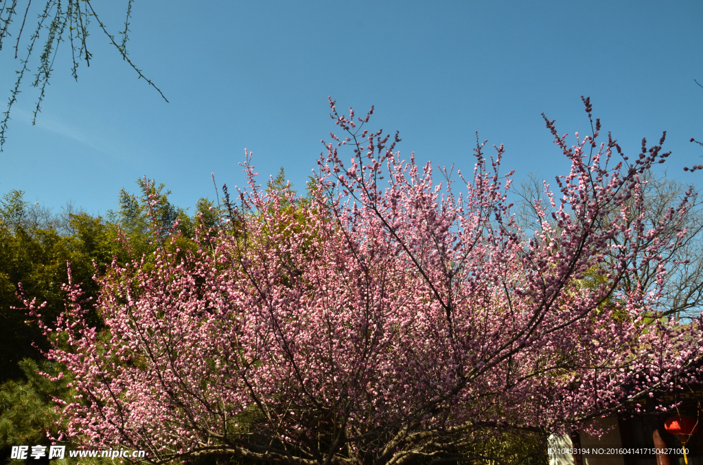 山桃花