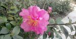 山茶花枝