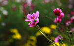 格桑花