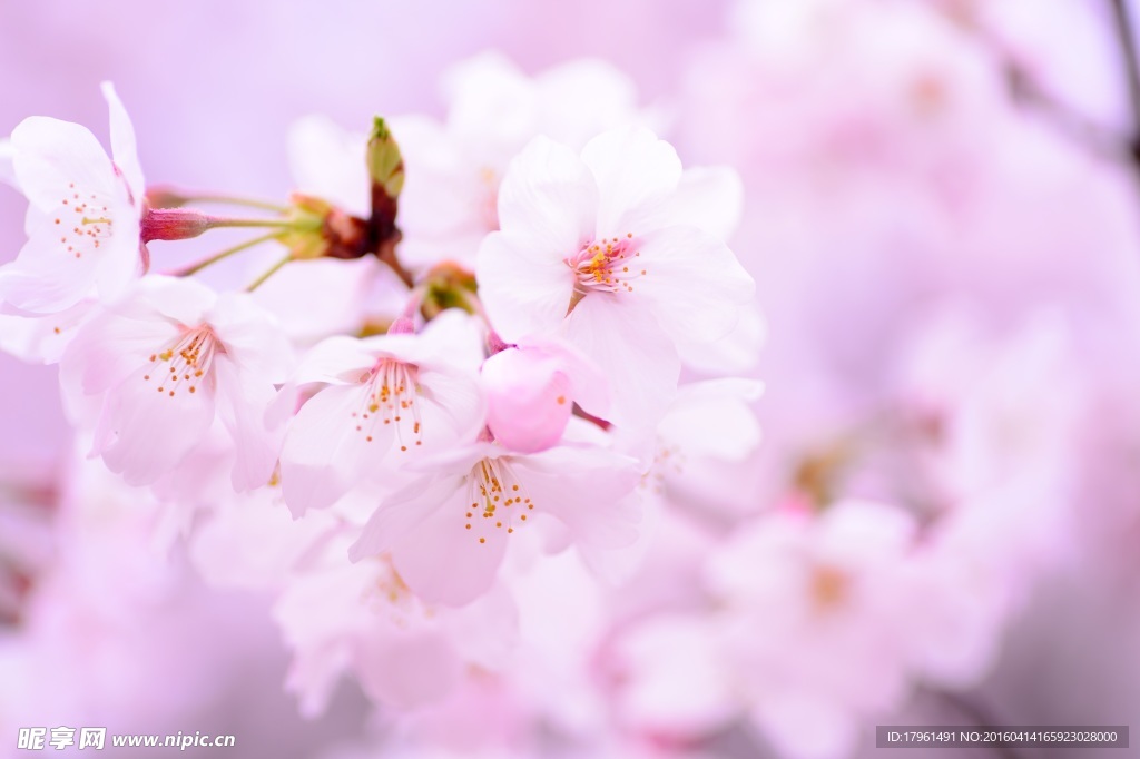 桃花
