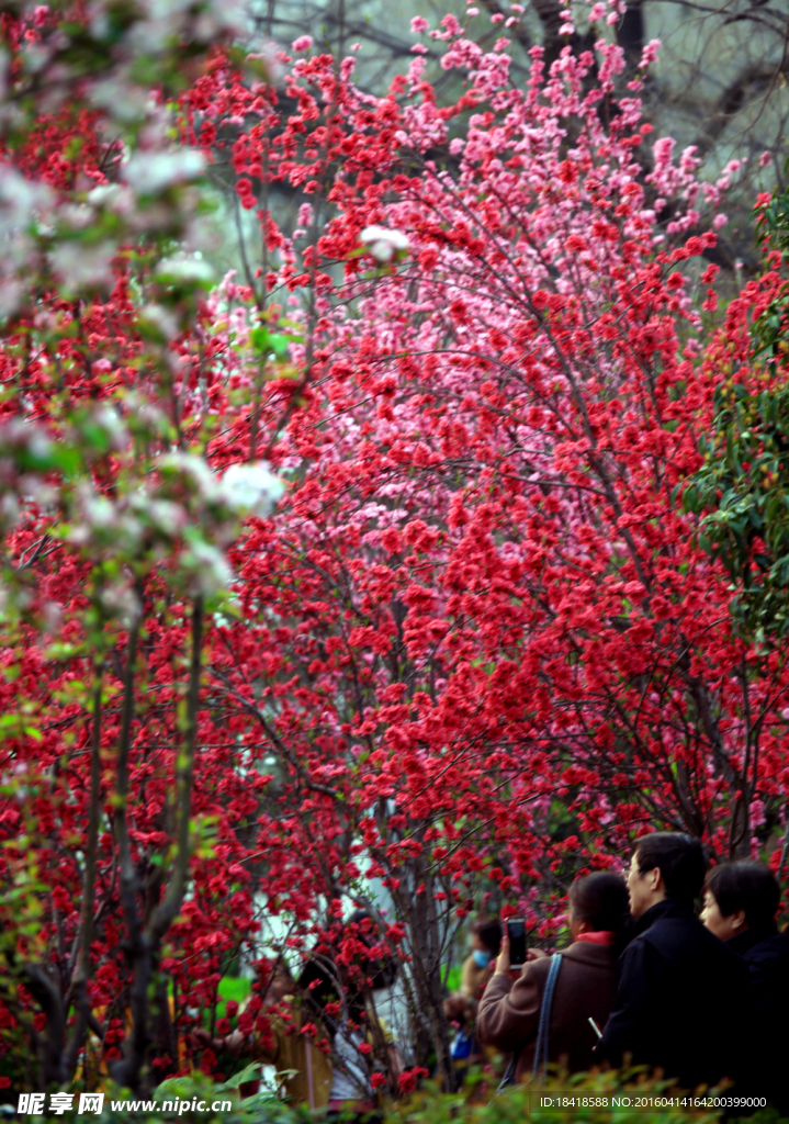 海棠花