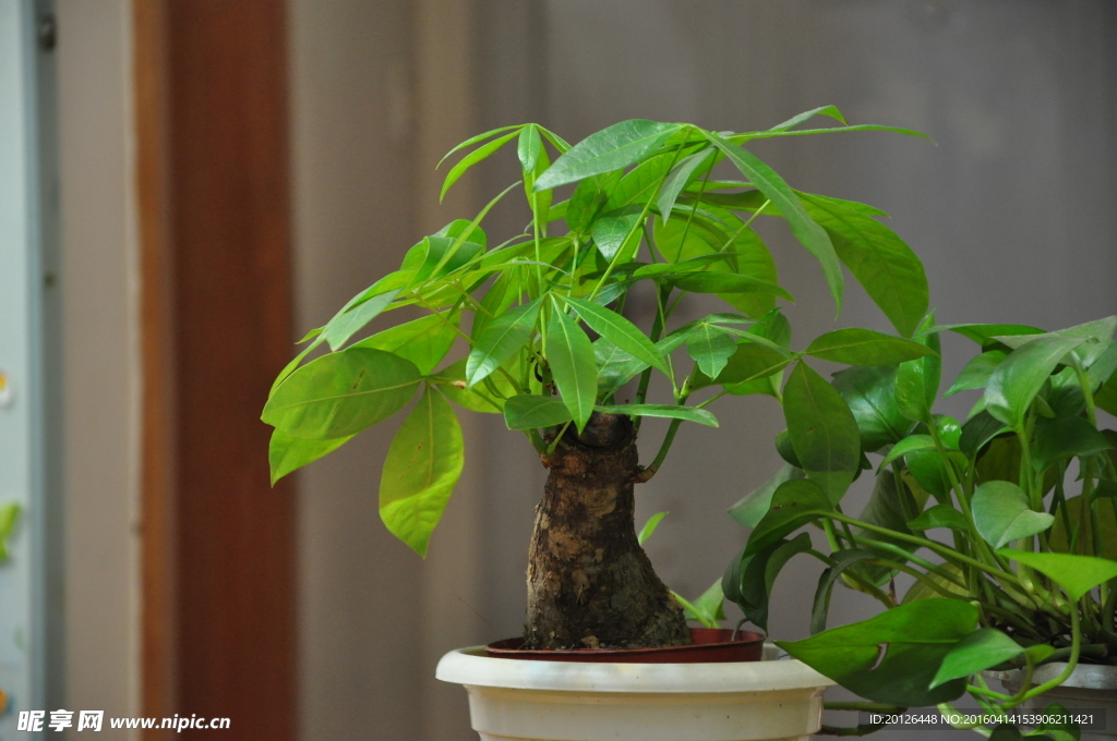 盆栽植物