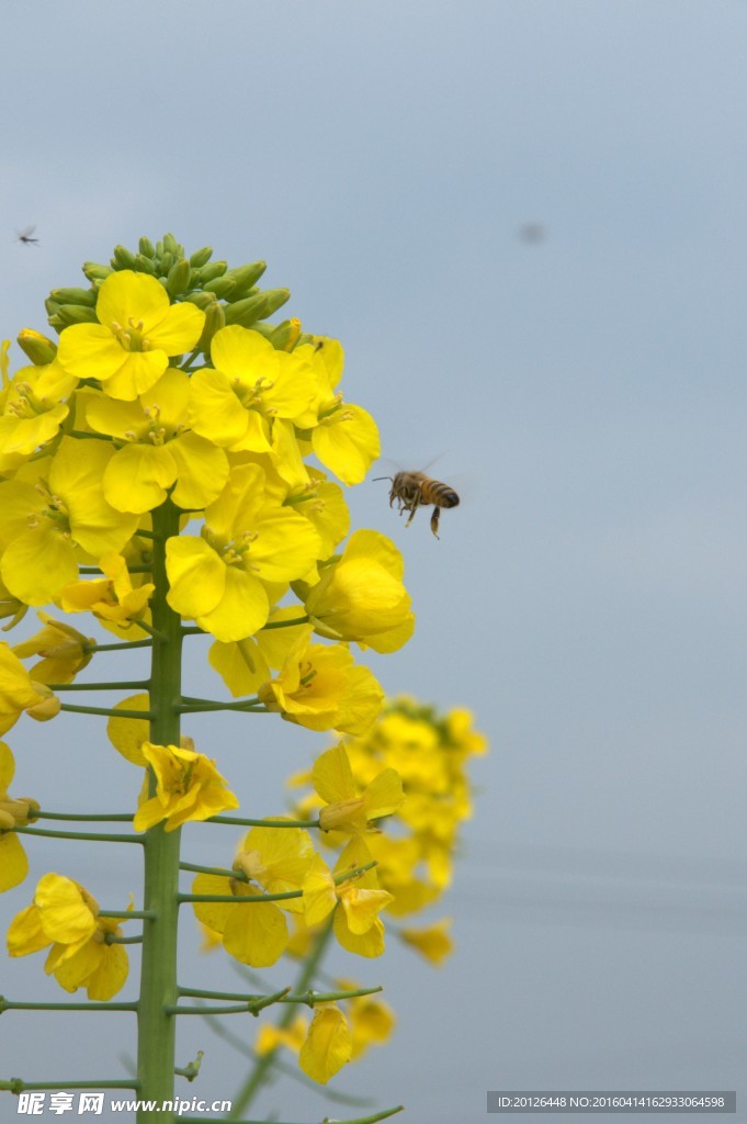 油菜花