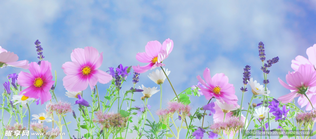 唯美菊花花卉