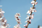 山桃花