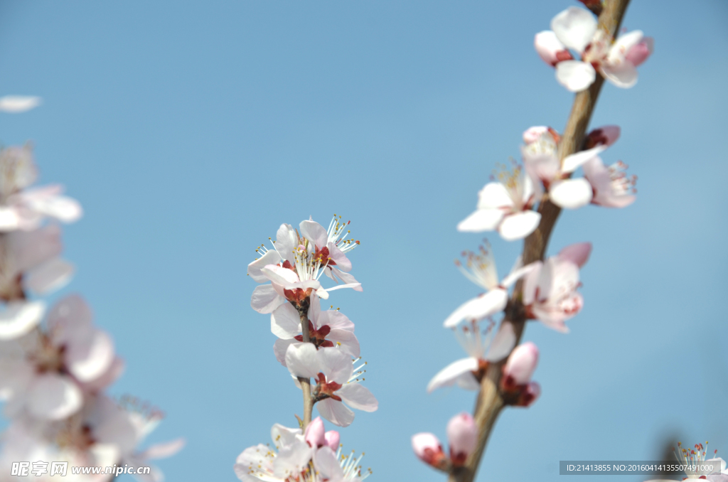 山桃花