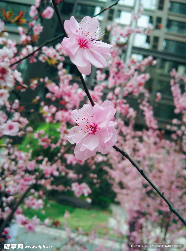 桃花