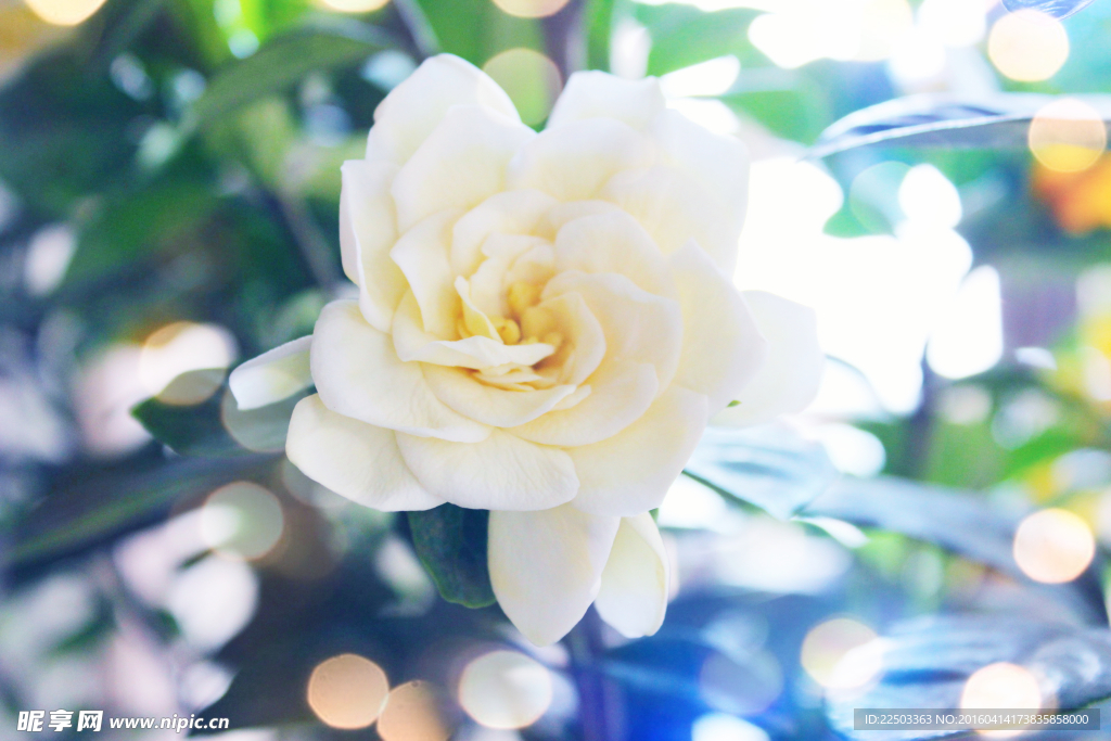 栀子花