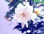 栀子花