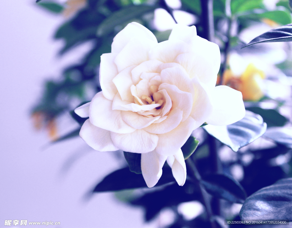 栀子花