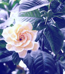 栀子花