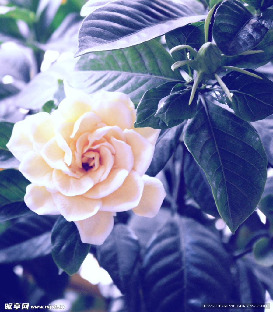 栀子花