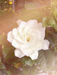 栀子花