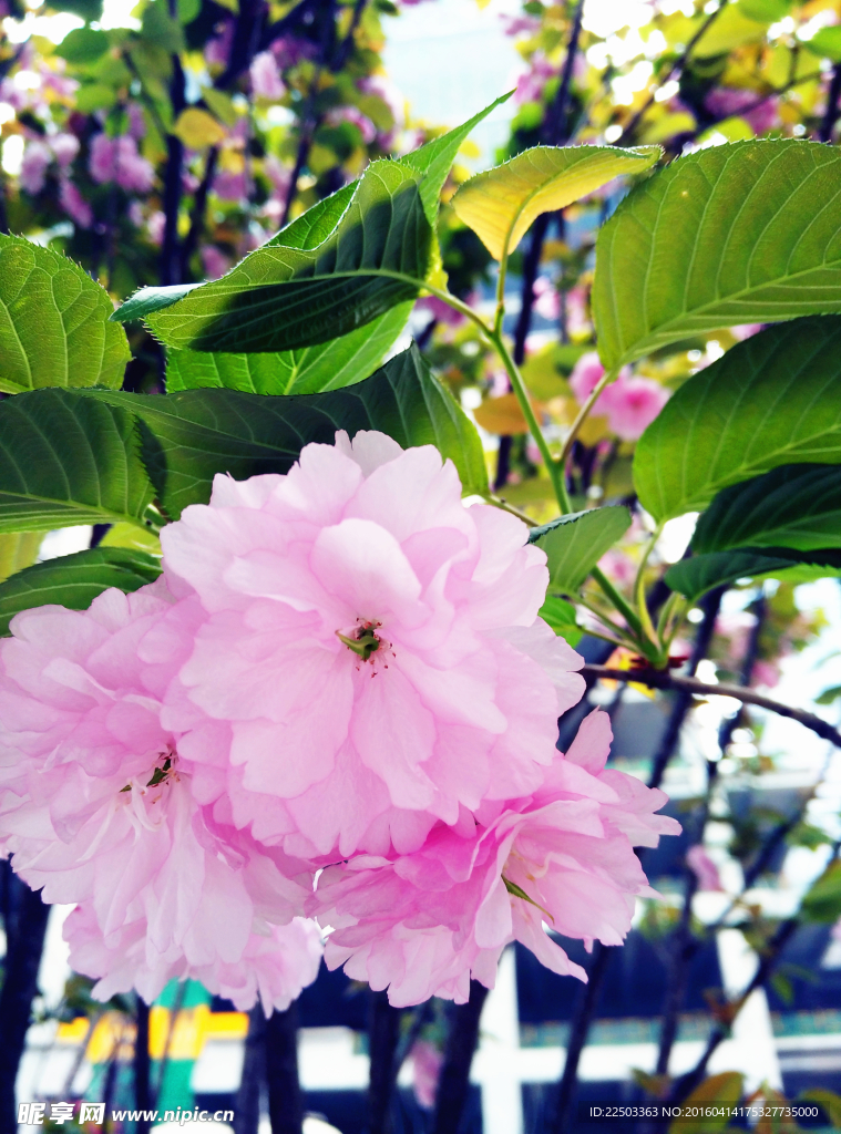 樱花