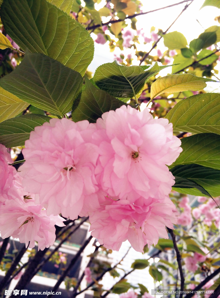 樱花