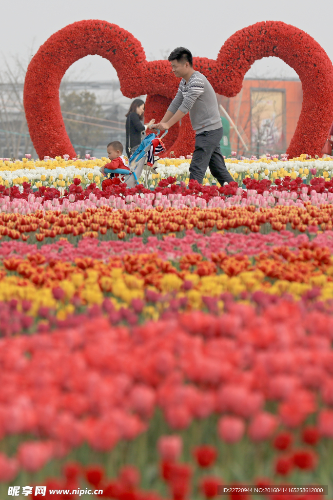 郁金香花海