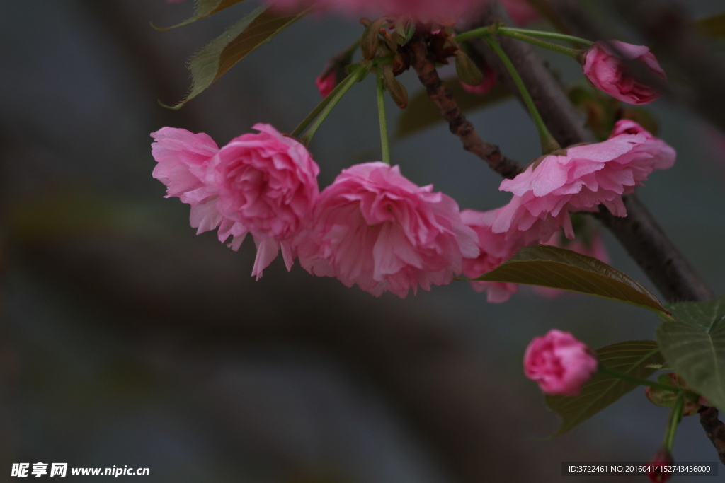 樱花