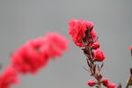 红色山桃花开