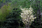 白色玉兰花树