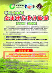 苦荞宣传单
