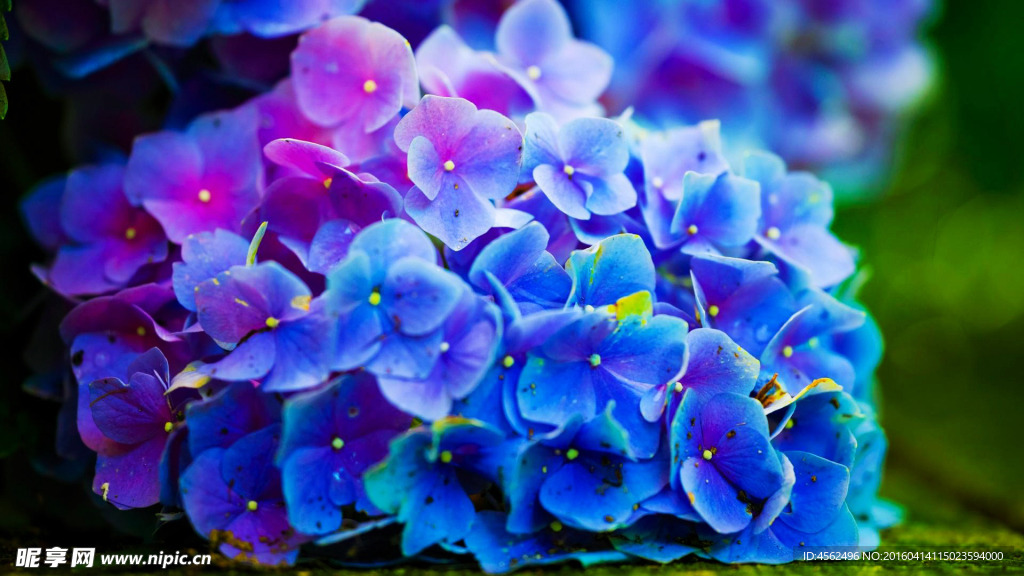 绣球花