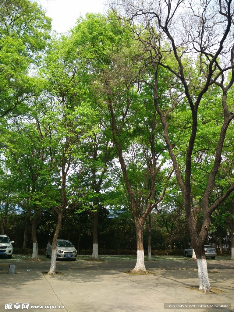 树林