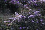 山花