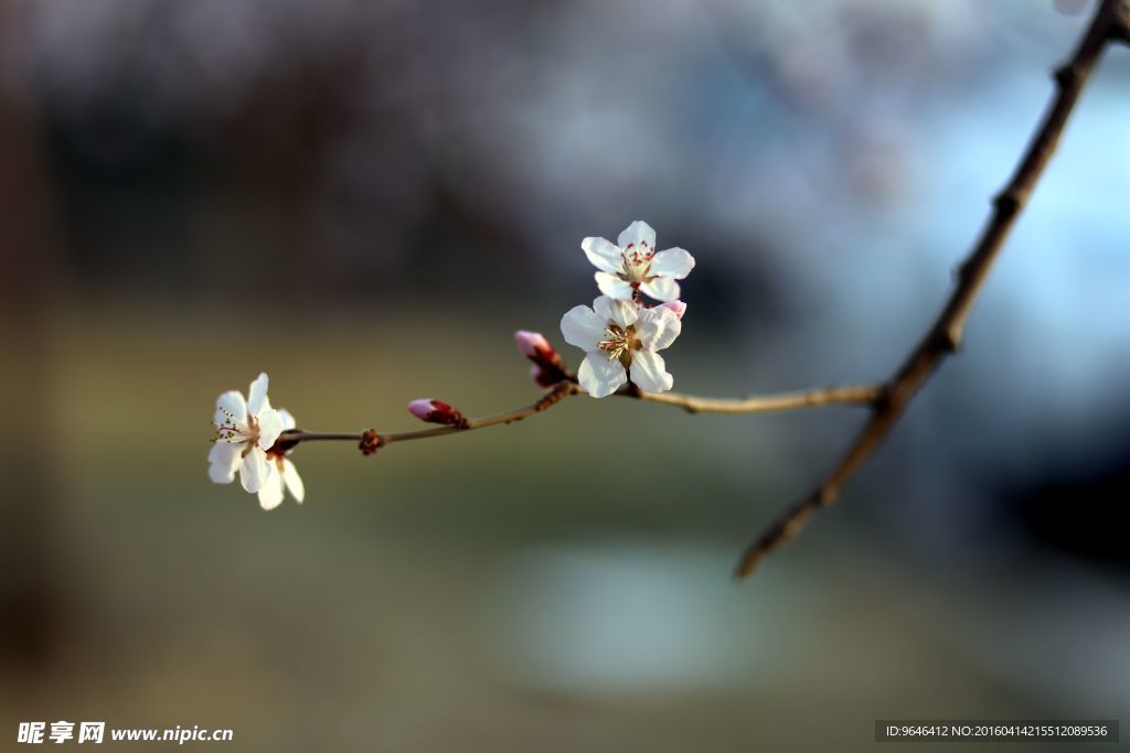 梅花