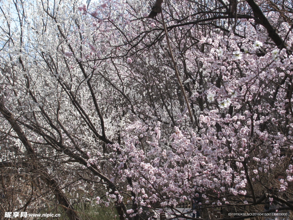 山桃花