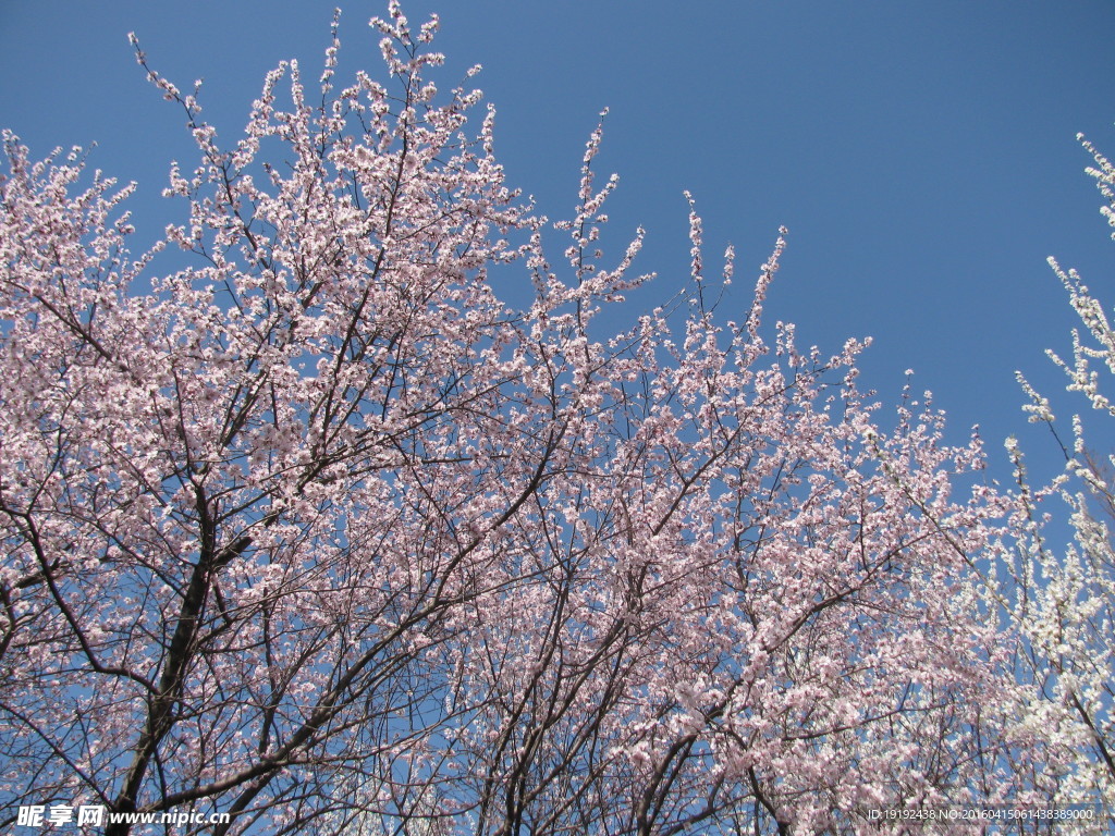 山桃花