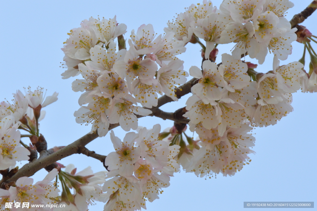 樱花
