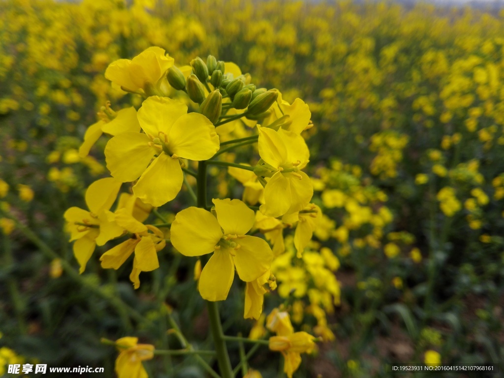 油菜花