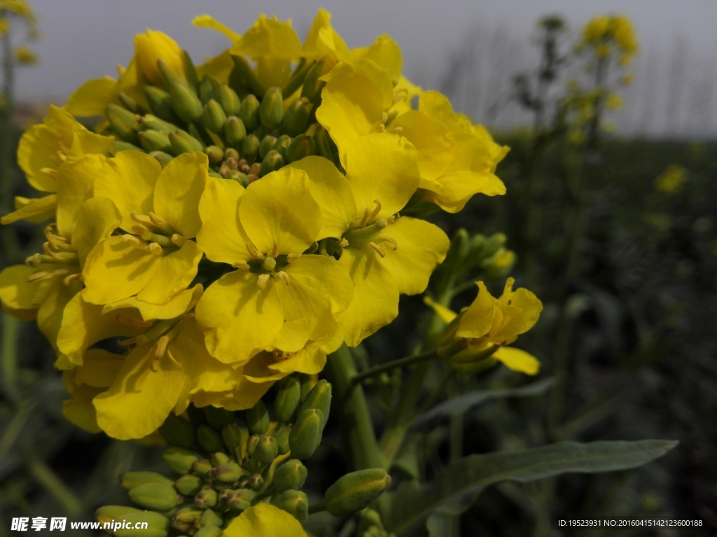 油菜花