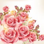 唯美粉色玫瑰花朵矢量