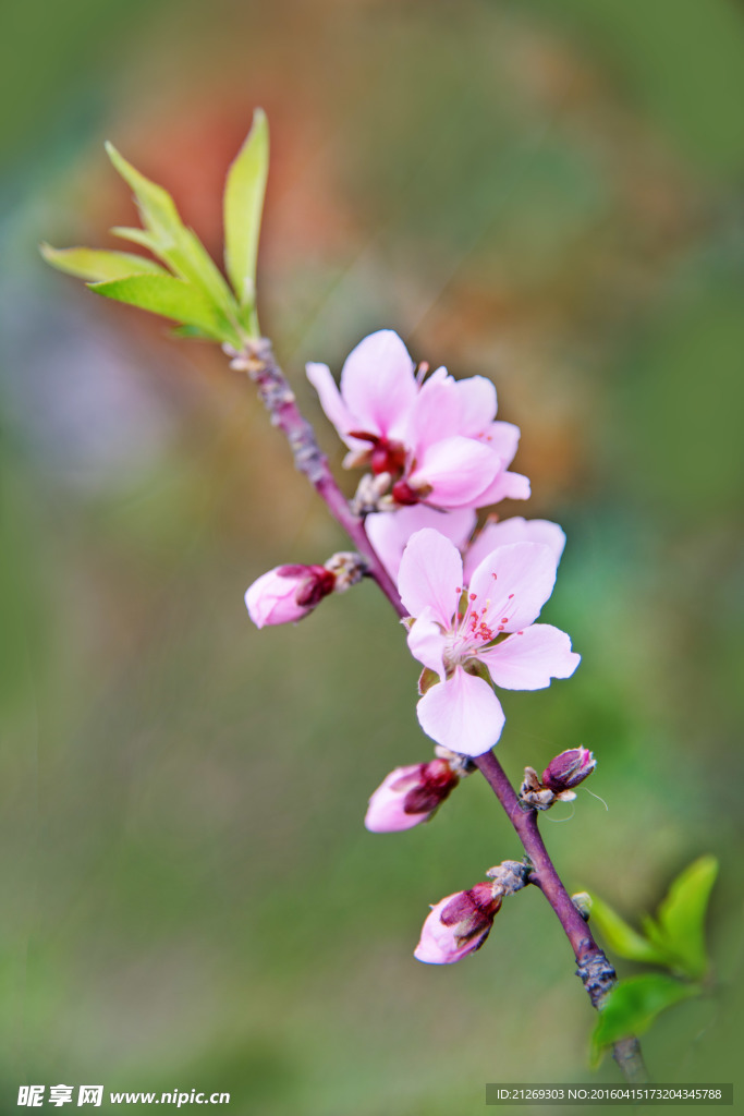 桃花 花卉