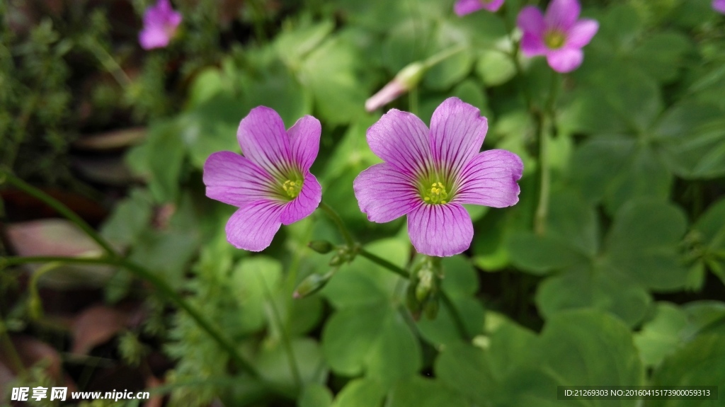 四叶草花