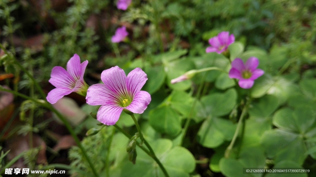 四叶草花