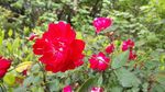 月季花