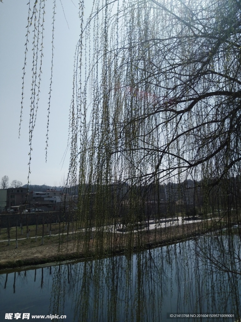 柳树