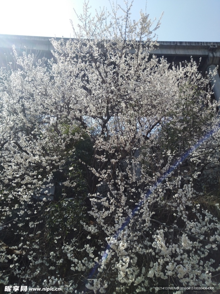 樱花树
