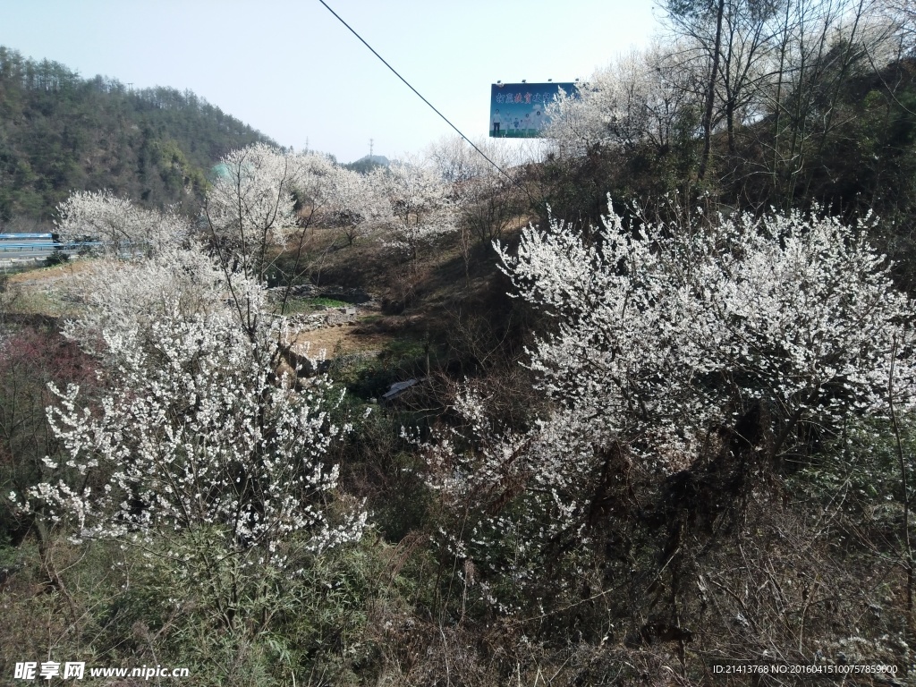 樱花树