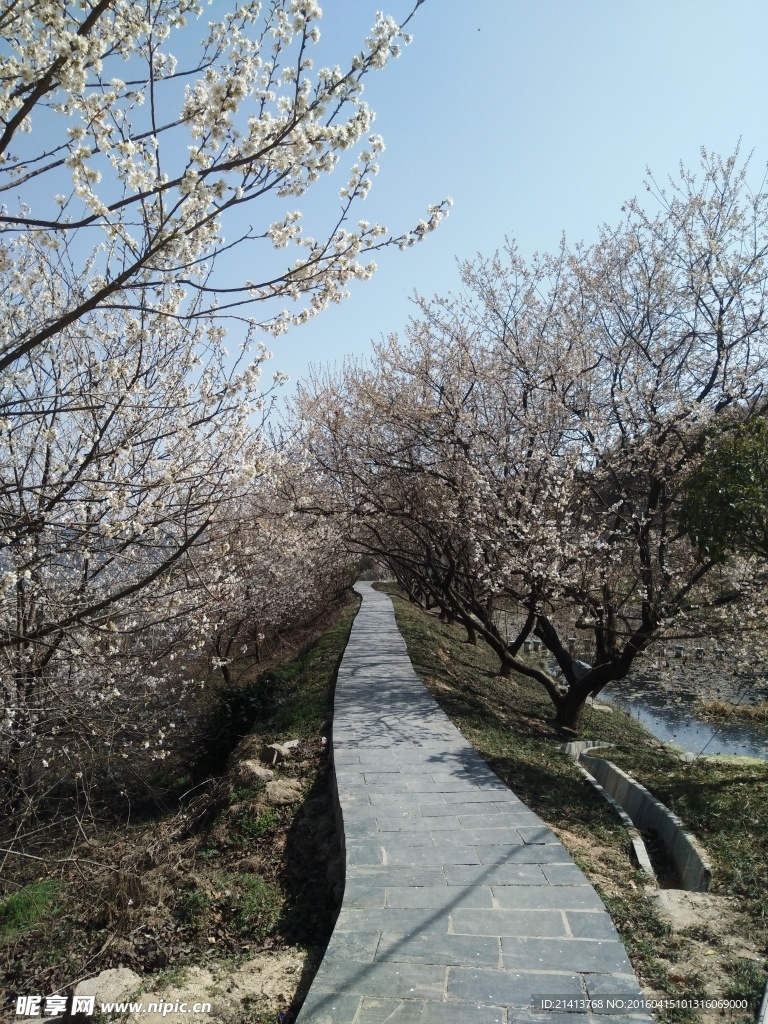 樱花树