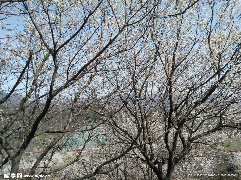 樱花