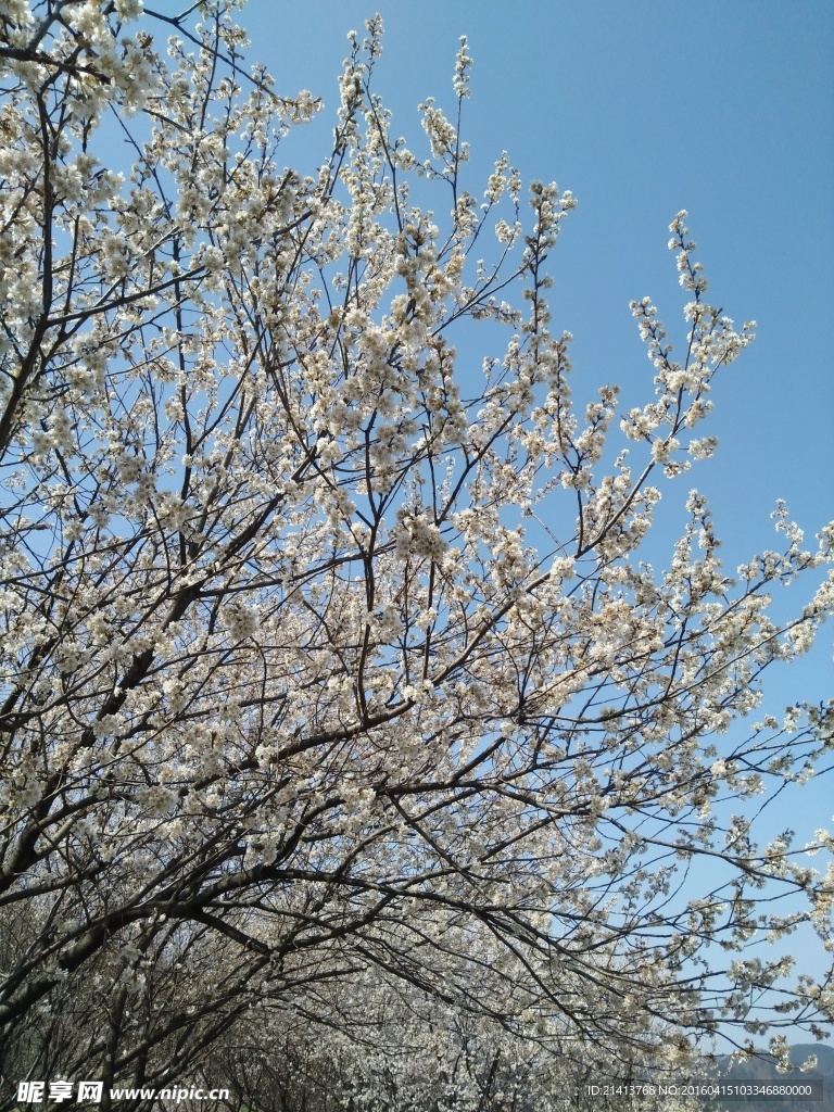 樱花树