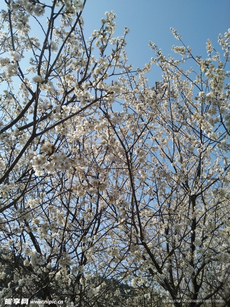 樱花树樱花树