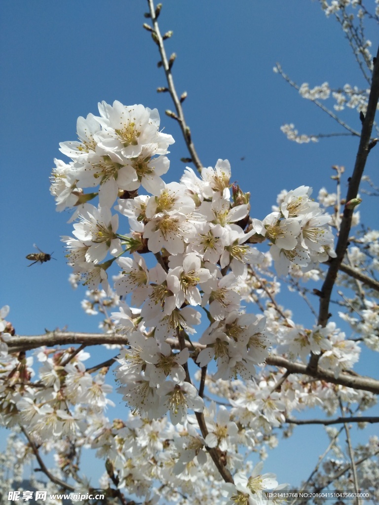 樱花