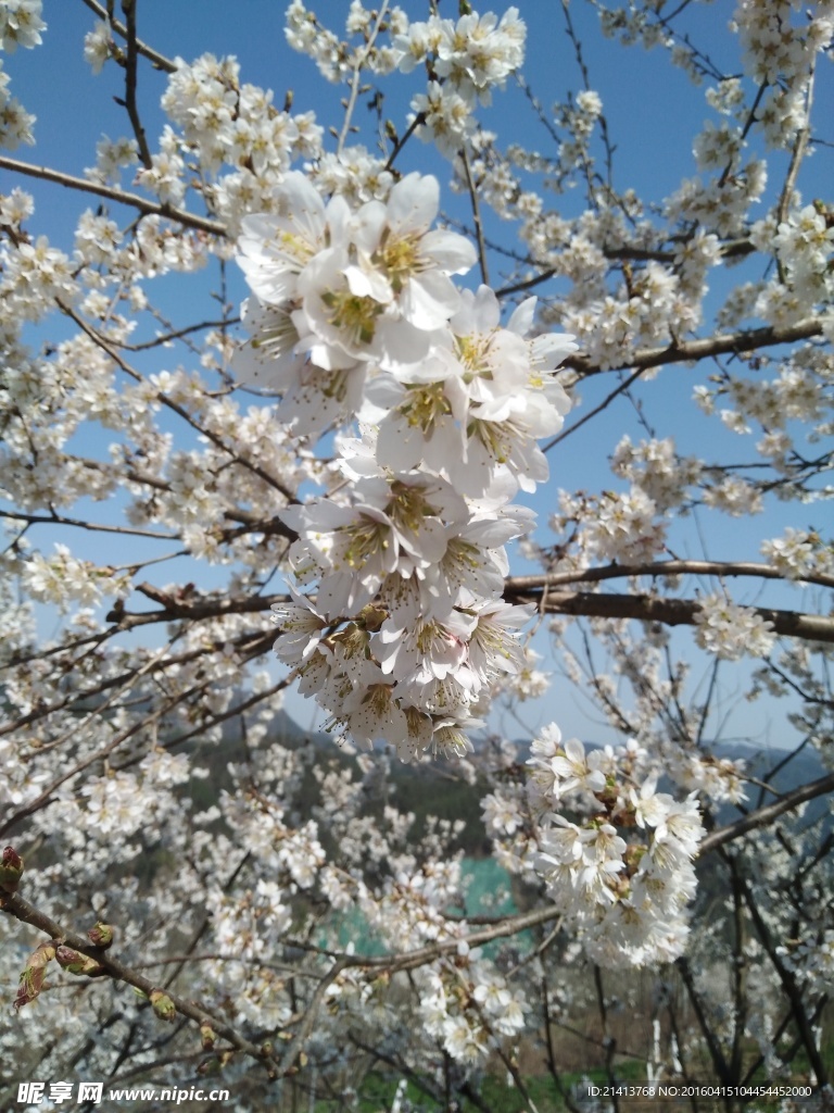 樱花