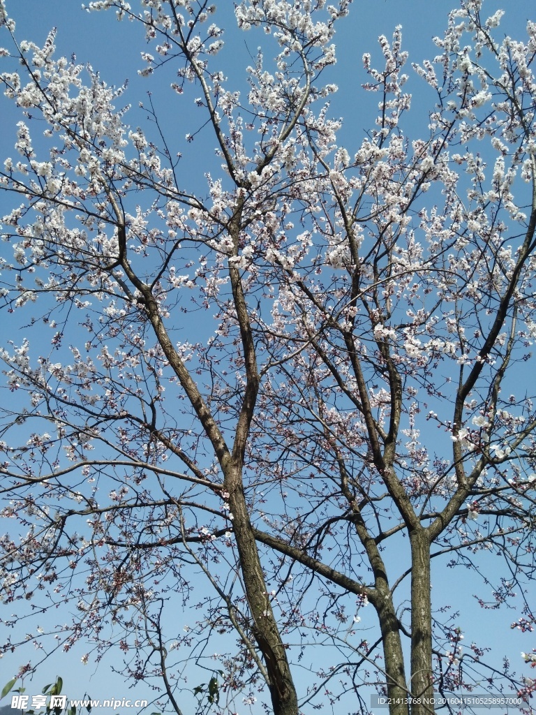 樱花树