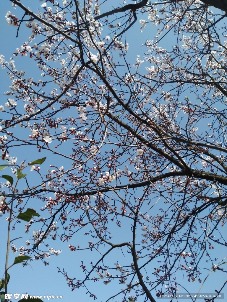 樱花树